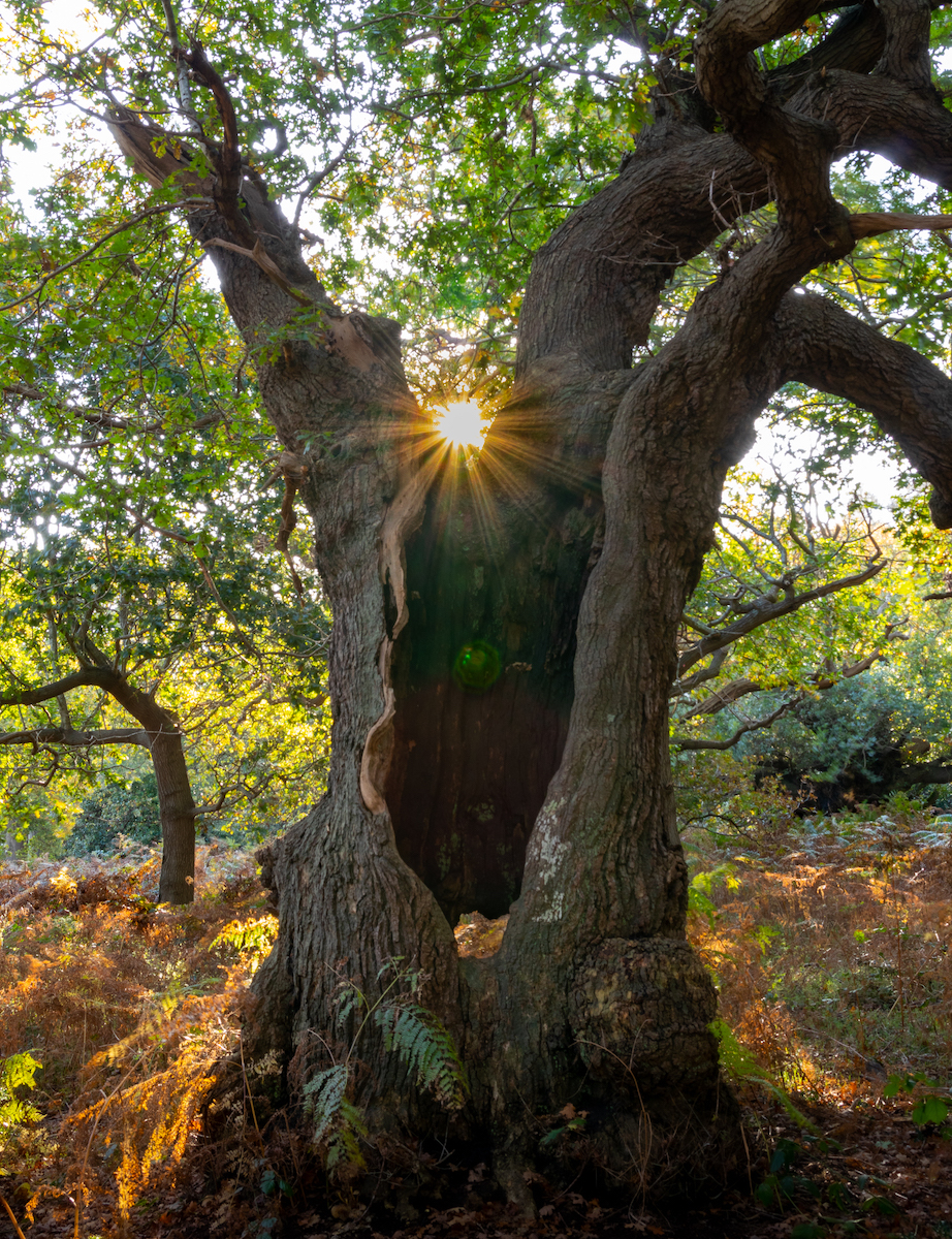 Good Morning Sunshine - Pat Ainger